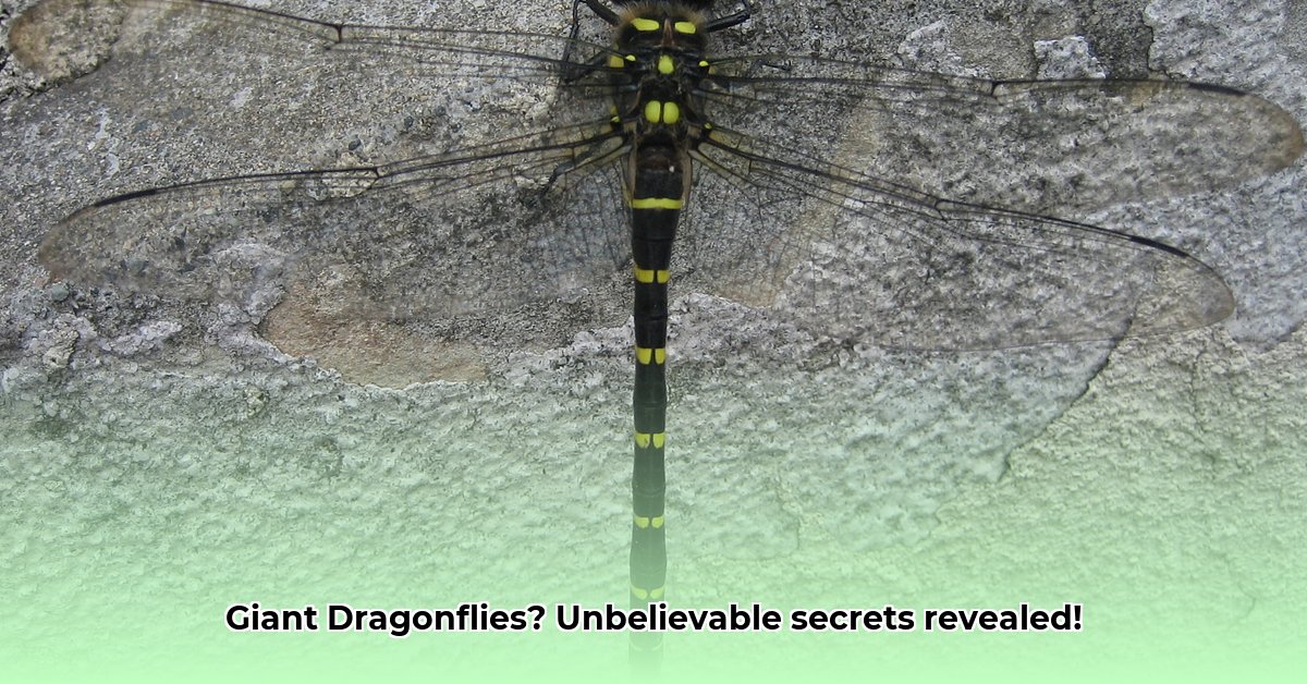 jumbo-dragonfly